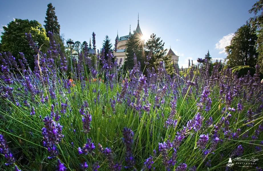 Summer scents below Bojnice Castle